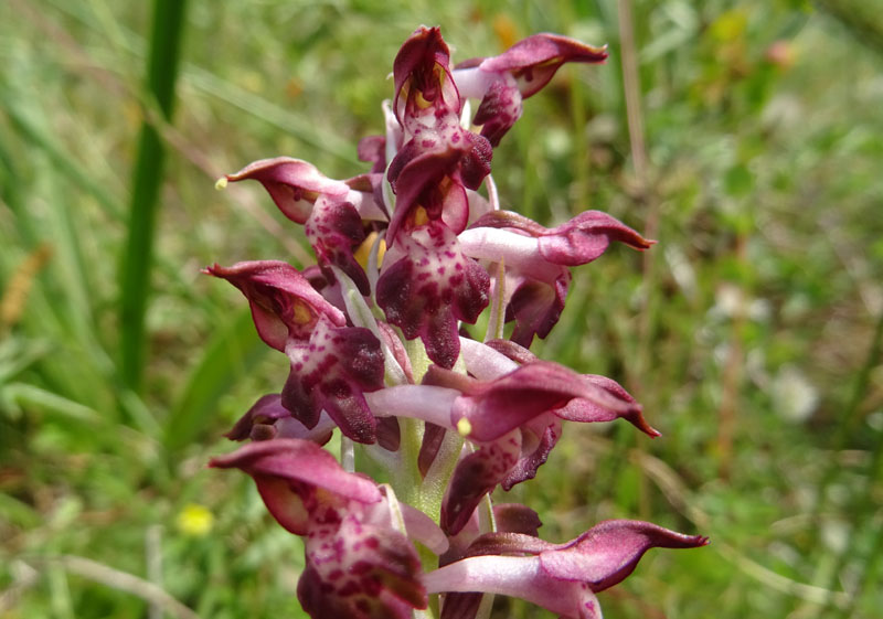 Anacamptis coriophora subsp. fragans..........Gargano